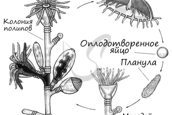 Что такое кракен маркетплейс курительный смесс