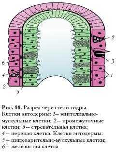 Kra40.at
